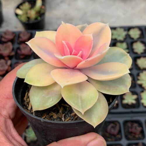 Echeveria Perle White Rainbow, real gallery image #8 plants. Picture taken directly from kaktus.id community Echeveria farmer green houses.