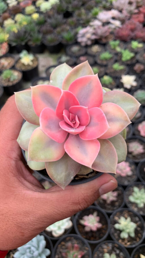 Echeveria Perle White Rainbow, real gallery image #10 plants. Picture taken directly from kaktus.id community Echeveria farmer green houses.