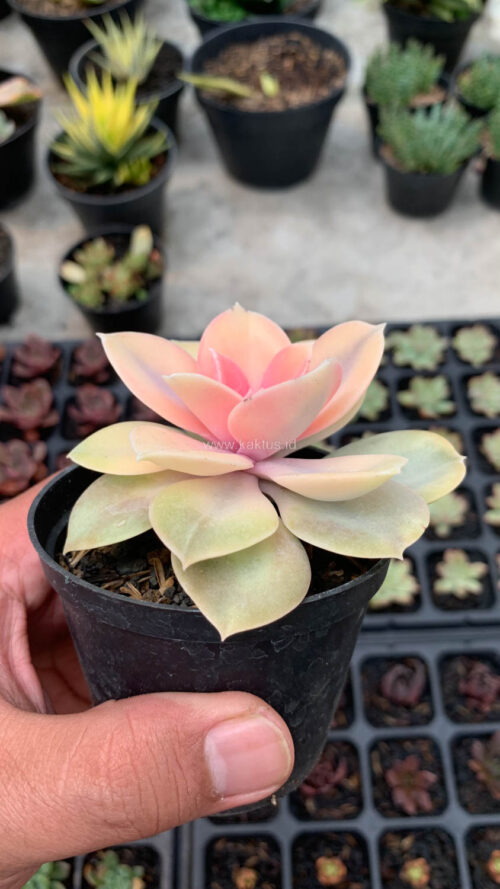 Echeveria Perle White Rainbow, real gallery image #6 plants. Picture taken directly from kaktus.id community Echeveria farmer green houses.