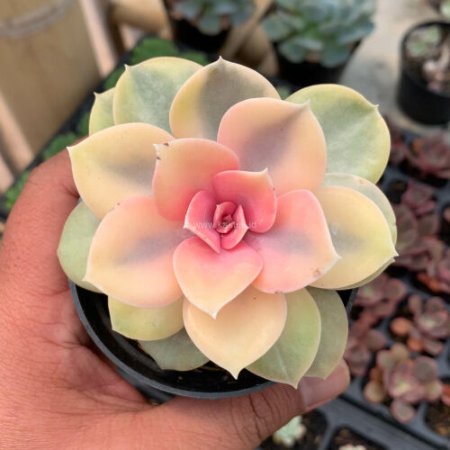 Echeveria Perle White Rainbow, real gallery image #11 plants. Picture taken directly from kaktus.id community Echeveria farmer green houses.