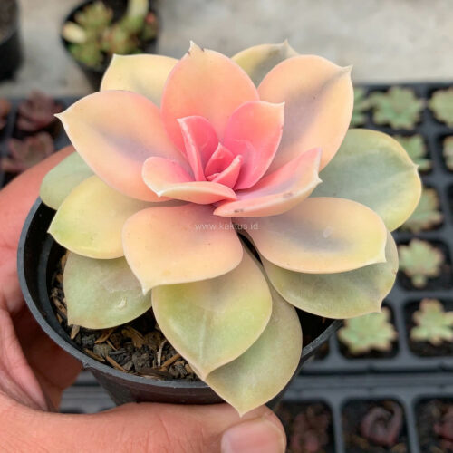 Echeveria Perle White Rainbow, real gallery image #4 plants. Picture taken directly from kaktus.id community Echeveria farmer green houses.