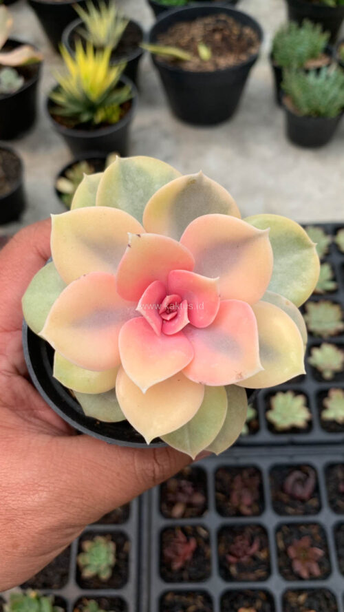 Echeveria Perle White Rainbow, real gallery image #2 plants. Picture taken directly from kaktus.id community Echeveria farmer green houses.