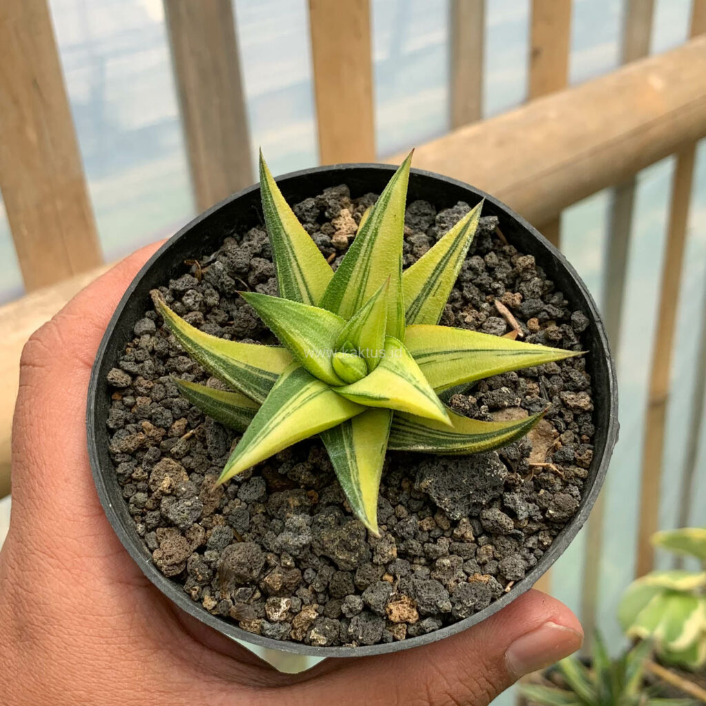 kaktus.id