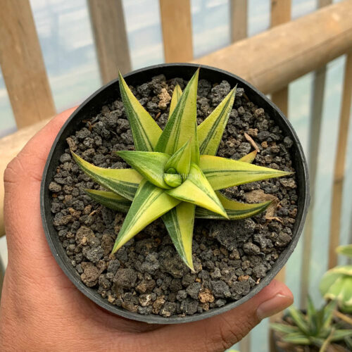 Haworthia Glabarata Variegated, real gallery image #5 plants. Picture taken directly from kaktus.id community Haworthia farmer green houses.