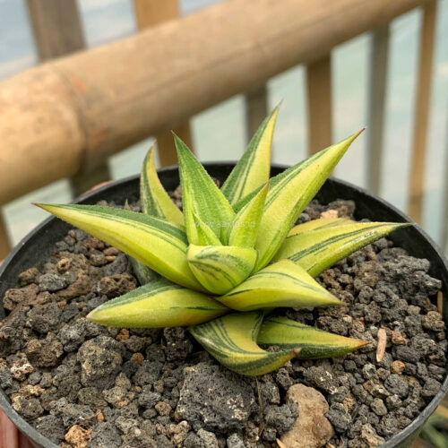Haworthia Glabarata Variegated, real gallery image #10 plants. Picture taken directly from kaktus.id community Haworthia farmer green houses.