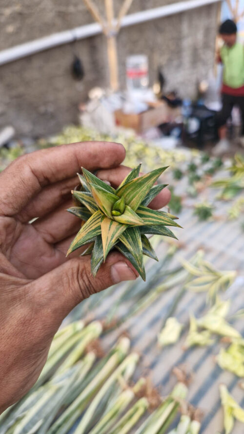 Haworthia Glabarata Variegated, real gallery image #6 plants. Picture taken directly from kaktus.id community Haworthia farmer green houses.