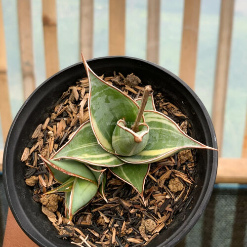 Sansevieria Pinguicula Small Variegated, real gallery image #7 plants. Picture taken directly from kaktus.id community Sansevieria farmer green houses.