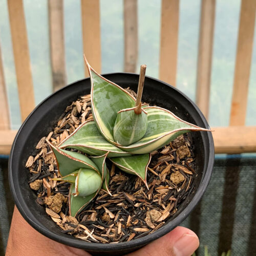 Sansevieria Pinguicula Small Variegated, real gallery image #6 plants. Picture taken directly from kaktus.id community Sansevieria farmer green houses.