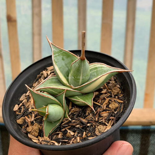 Sansevieria Pinguicula Small Variegated, real gallery image #5 plants. Picture taken directly from kaktus.id community Sansevieria farmer green houses.
