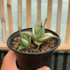 Sansevieria Pinguicula Small Variegated, real gallery image #3 plants. Picture taken directly from kaktus.id community Sansevieria farmer green houses.