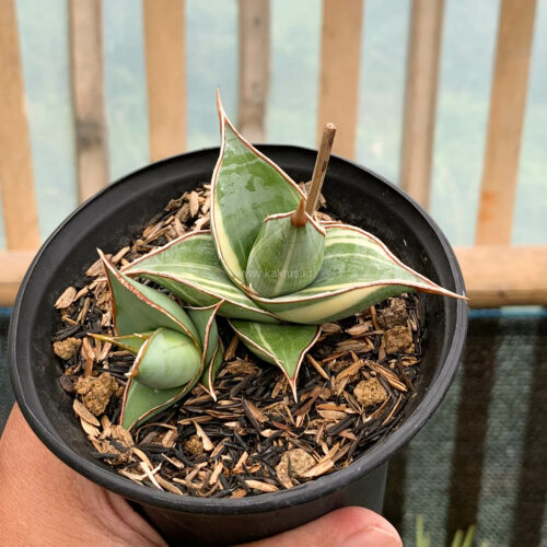 Sansevieria Pinguicula Small Variegated, real gallery image #2 plants. Picture taken directly from kaktus.id community Sansevieria farmer green houses.