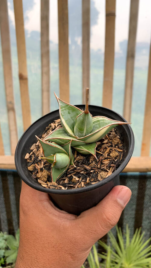 Sansevieria Pinguicula Small Variegated, real gallery image #9 plants. Picture taken directly from kaktus.id community Sansevieria farmer green houses.
