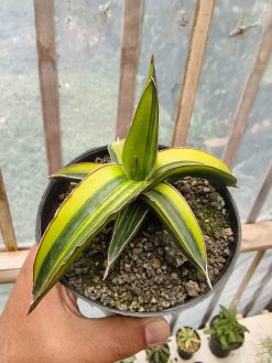 Sansevieria Dragon Green Clone Variegated, real gallery image #2 plants. Picture taken directly from kaktus.id community Sansevieria farmer green houses.