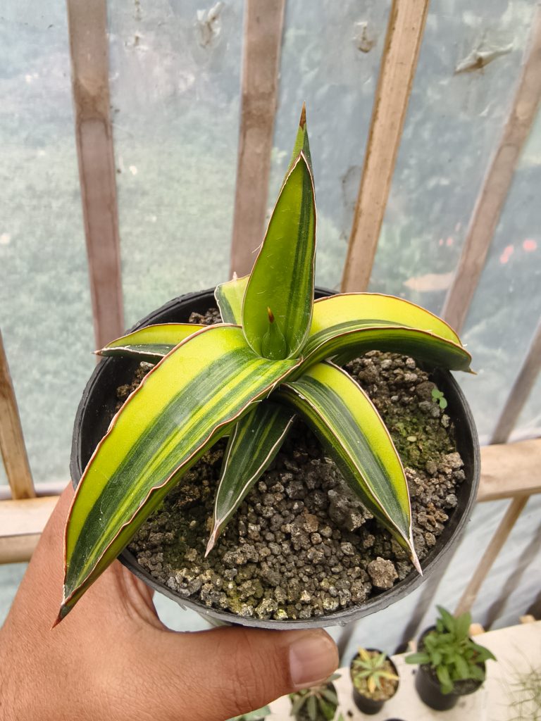 kaktus.id