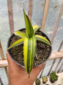 Sansevieria Dragon Green Clone Variegated, real gallery image #6 plants. Picture taken directly from kaktus.id community Sansevieria farmer green houses.