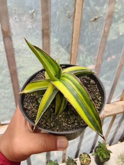 Sansevieria Dragon Green Clone Variegated, real gallery image #4 plants. Picture taken directly from kaktus.id community Sansevieria farmer green houses.