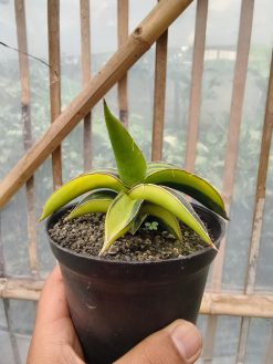 Sansevieria Dragon Green Clone Variegated, real gallery image #14 plants. Picture taken directly from kaktus.id community Sansevieria farmer green houses.