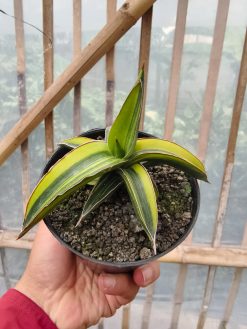 Sansevieria Dragon Green Clone Variegated, real gallery image #11 plants. Picture taken directly from kaktus.id community Sansevieria farmer green houses.