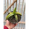 Sansevieria Dragon Green Clone Variegated, real feature image plant. Picture taken directly from kaktus.id community Sansevieria farmer green houses.