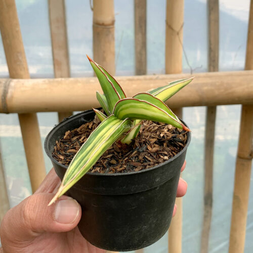 Sansevieria Dragon Green Clone Variegated, real gallery image #13 plants. Picture taken directly from kaktus.id community Sansevieria farmer green houses.