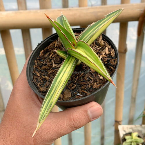 Sansevieria Dragon Green Clone Variegated, real gallery image #3 plants. Picture taken directly from kaktus.id community Sansevieria farmer green houses.