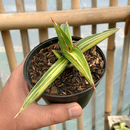 Sansevieria Dragon Green Clone Variegated, real gallery image #5 plants. Picture taken directly from kaktus.id community Sansevieria farmer green houses.