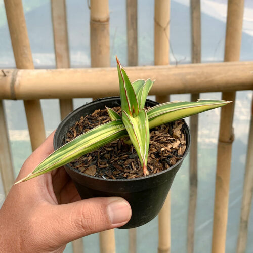 Sansevieria Dragon Green Clone Variegated, real gallery image #7 plants. Picture taken directly from kaktus.id community Sansevieria farmer green houses.