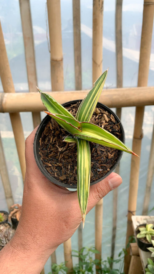 Sansevieria Dragon Green Clone Variegated, real gallery image #1 plants. Picture taken directly from kaktus.id community Sansevieria farmer green houses.