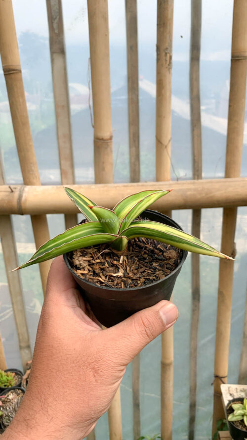 Sansevieria Dragon Green Clone Variegated, real gallery image #8 plants. Picture taken directly from kaktus.id community Sansevieria farmer green houses.