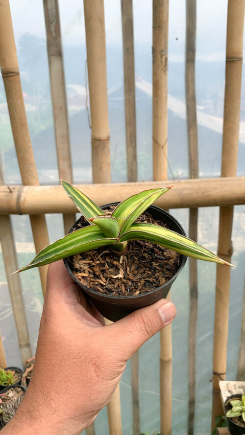 Sansevieria Dragon Green Clone Variegated, real gallery image #9 plants. Picture taken directly from kaktus.id community Sansevieria farmer green houses.