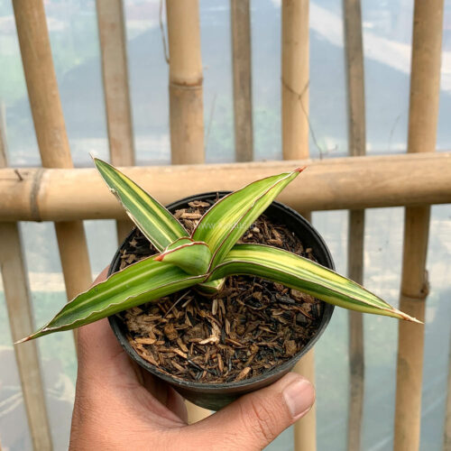Sansevieria Dragon Green Clone Variegated, real gallery image #10 plants. Picture taken directly from kaktus.id community Sansevieria farmer green houses.