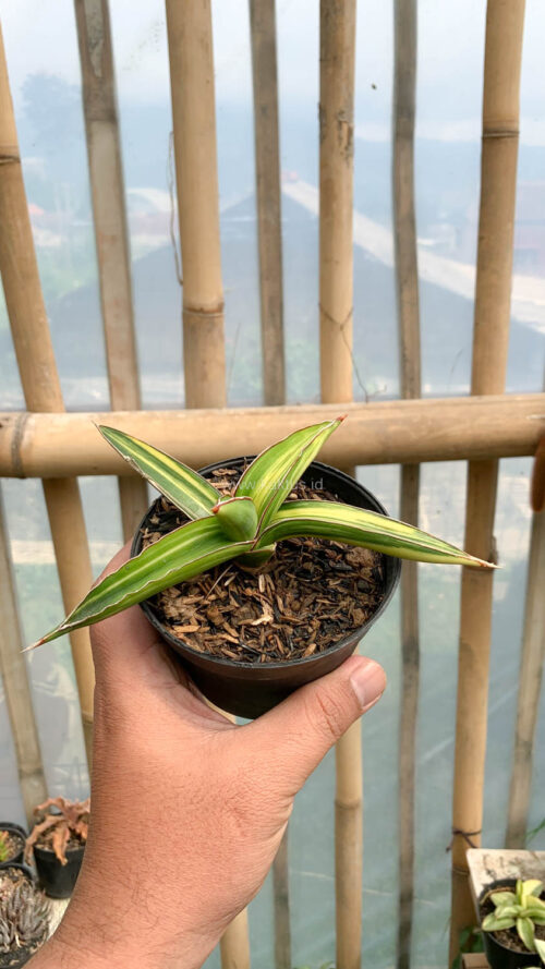 Sansevieria Dragon Green Clone Variegated, real gallery image #12 plants. Picture taken directly from kaktus.id community Sansevieria farmer green houses.