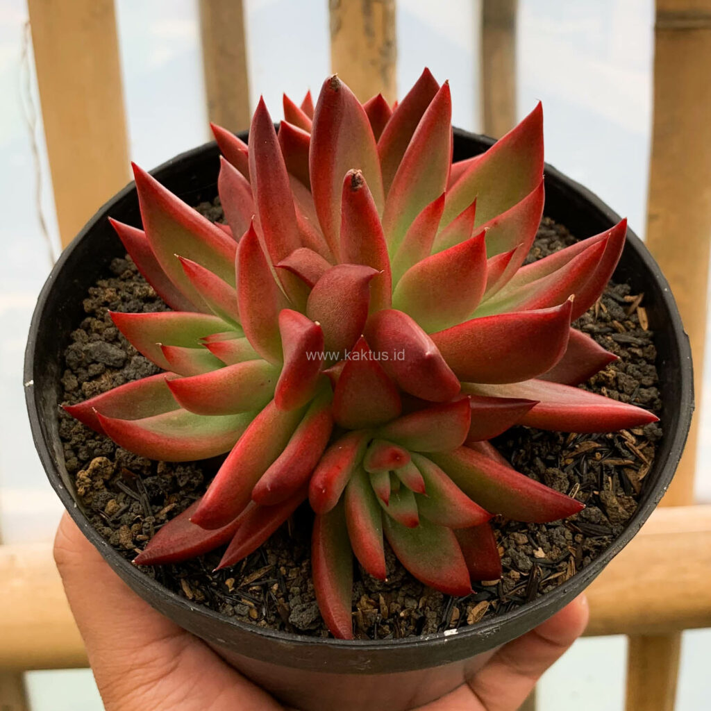 kaktus.id
