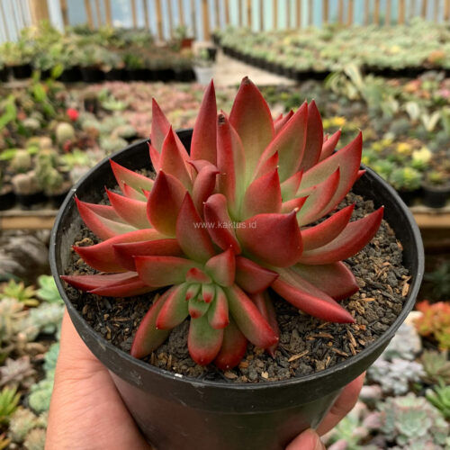 Echeveria Agavoides 'Frank Reinelt' Super Red Cluster, real gallery image #1 plants. Picture taken directly from kaktus.id community Echeveria farmer green houses.
