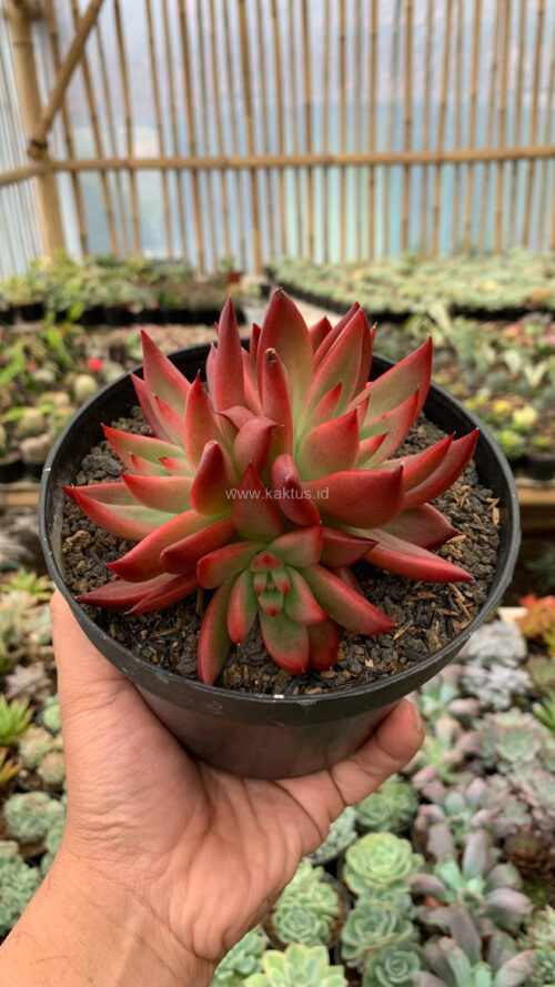 Echeveria Agavoides 'Frank Reinelt' Super Red Cluster, real gallery image #5 plants. Picture taken directly from kaktus.id community Echeveria farmer green houses.