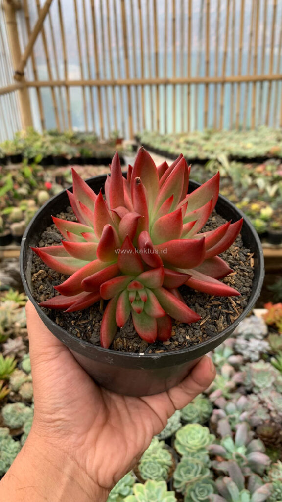 kaktus.id
