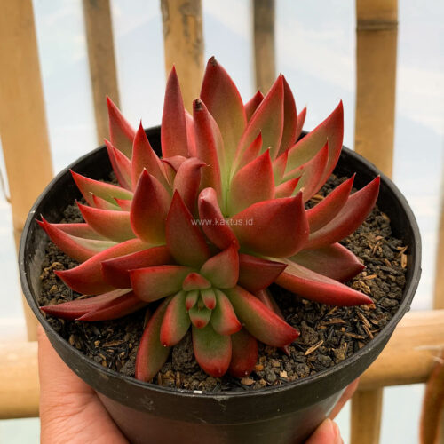Echeveria Agavoides 'Frank Reinelt' Super Red Cluster, real gallery image #4 plants. Picture taken directly from kaktus.id community Echeveria farmer green houses.