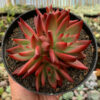 Echeveria Agavoides 'Frank Reinelt' Super Red Cluster, real gallery image #3 plants. Picture taken directly from kaktus.id community Echeveria farmer green houses.