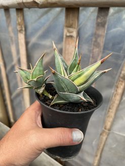 Sansevieria Pinguicula Small Variegated, real gallery image #11 plants. Picture taken directly from kaktus.id community Sansevieria farmer green houses.