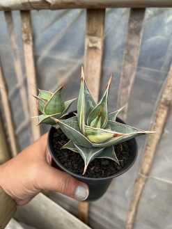 Sansevieria Pinguicula Small Variegated, real gallery image #4 plants. Picture taken directly from kaktus.id community Sansevieria farmer green houses.