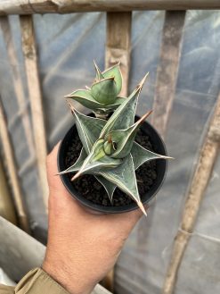 Sansevieria Pinguicula Small Variegated, real gallery image #8 plants. Picture taken directly from kaktus.id community Sansevieria farmer green houses.