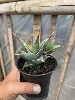 Sansevieria Pinguicula Small Variegated, real gallery image #1 plants. Picture taken directly from kaktus.id community Sansevieria farmer green houses.