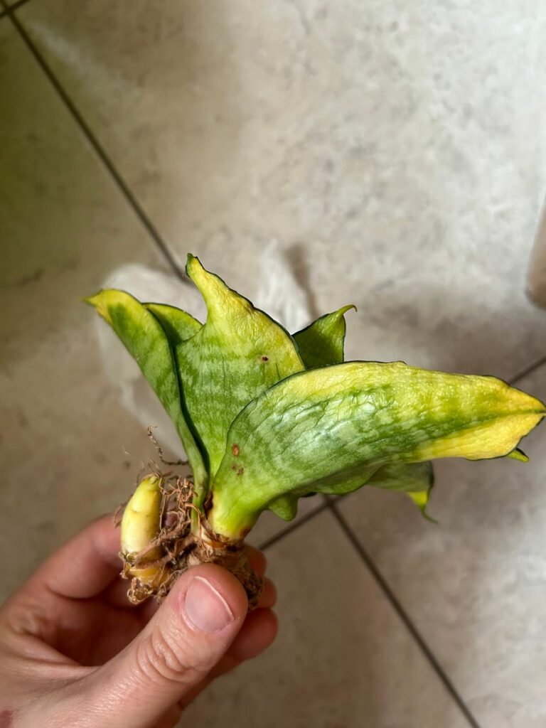 kaktus.id