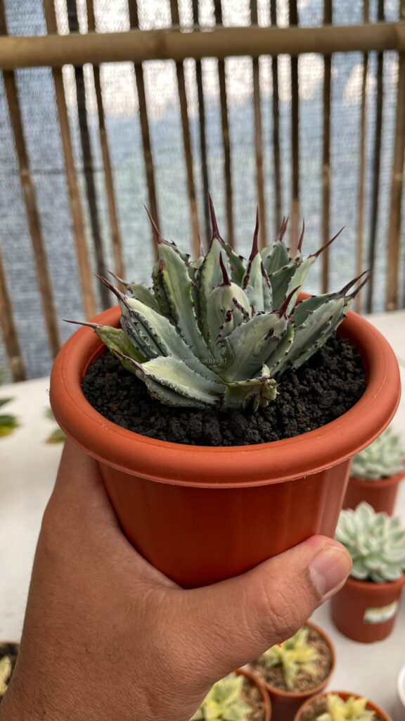 kaktus.id