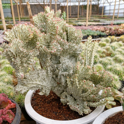 Euphorbia Milky White Lactea Cristata Size 30 Cm, real gallery image #13 plants. Picture taken directly from kaktus.id community Euphorbia farmer green houses.