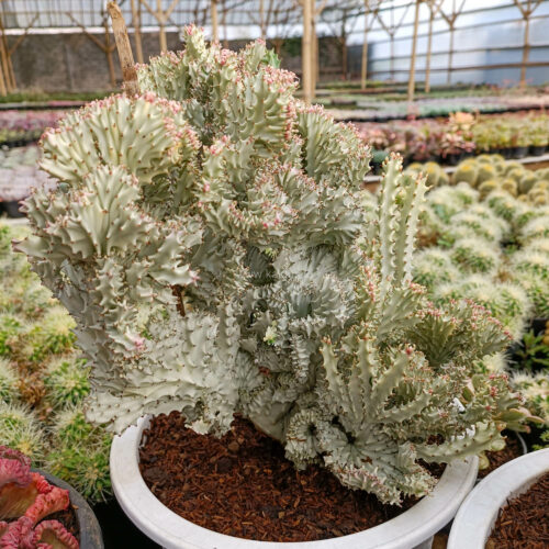 Euphorbia Milky White Lactea Cristata Size 30 Cm, real gallery image #10 plants. Picture taken directly from kaktus.id community Euphorbia farmer green houses.