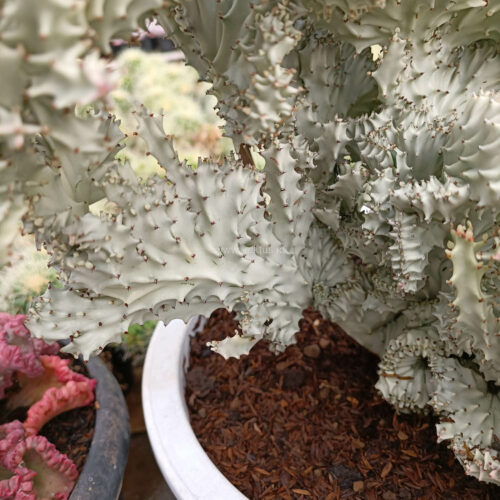 Euphorbia Milky White Lactea Cristata Size 30 Cm, real gallery image #11 plants. Picture taken directly from kaktus.id community Euphorbia farmer green houses.
