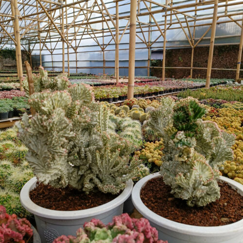 Euphorbia Milky White Lactea Cristata Size 30 Cm, real gallery image #12 plants. Picture taken directly from kaktus.id community Euphorbia farmer green houses.