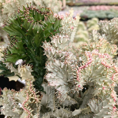 Euphorbia Milky White Lactea Cristata Size 30 Cm, real gallery image #3 plants. Picture taken directly from kaktus.id community Euphorbia farmer green houses.