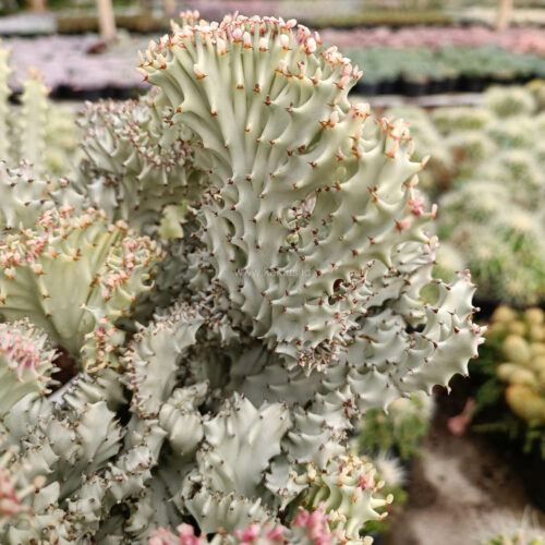 Euphorbia Milky White Lactea Cristata Size 30 Cm, real gallery image #4 plants. Picture taken directly from kaktus.id community Euphorbia farmer green houses.